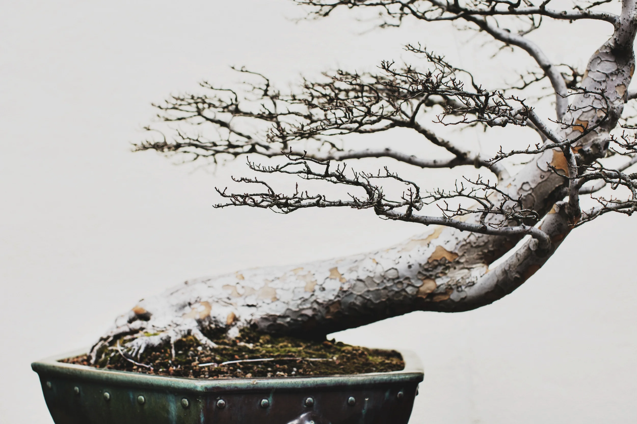 Chinese Elm, training date unknown