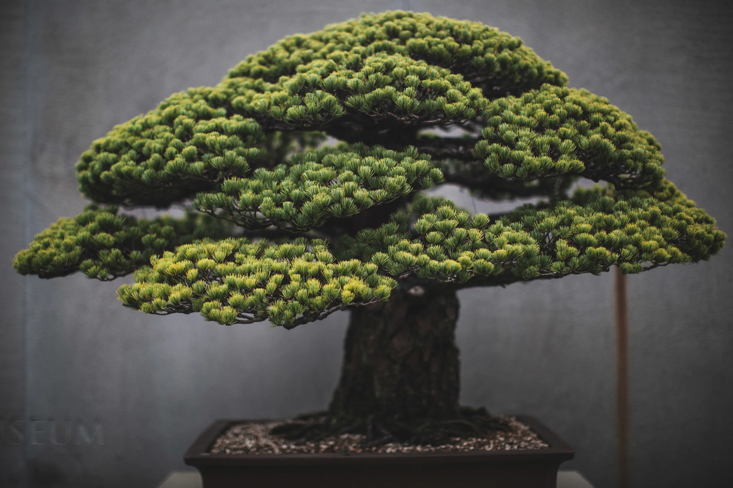 Japanese White Pine, in training since 1625