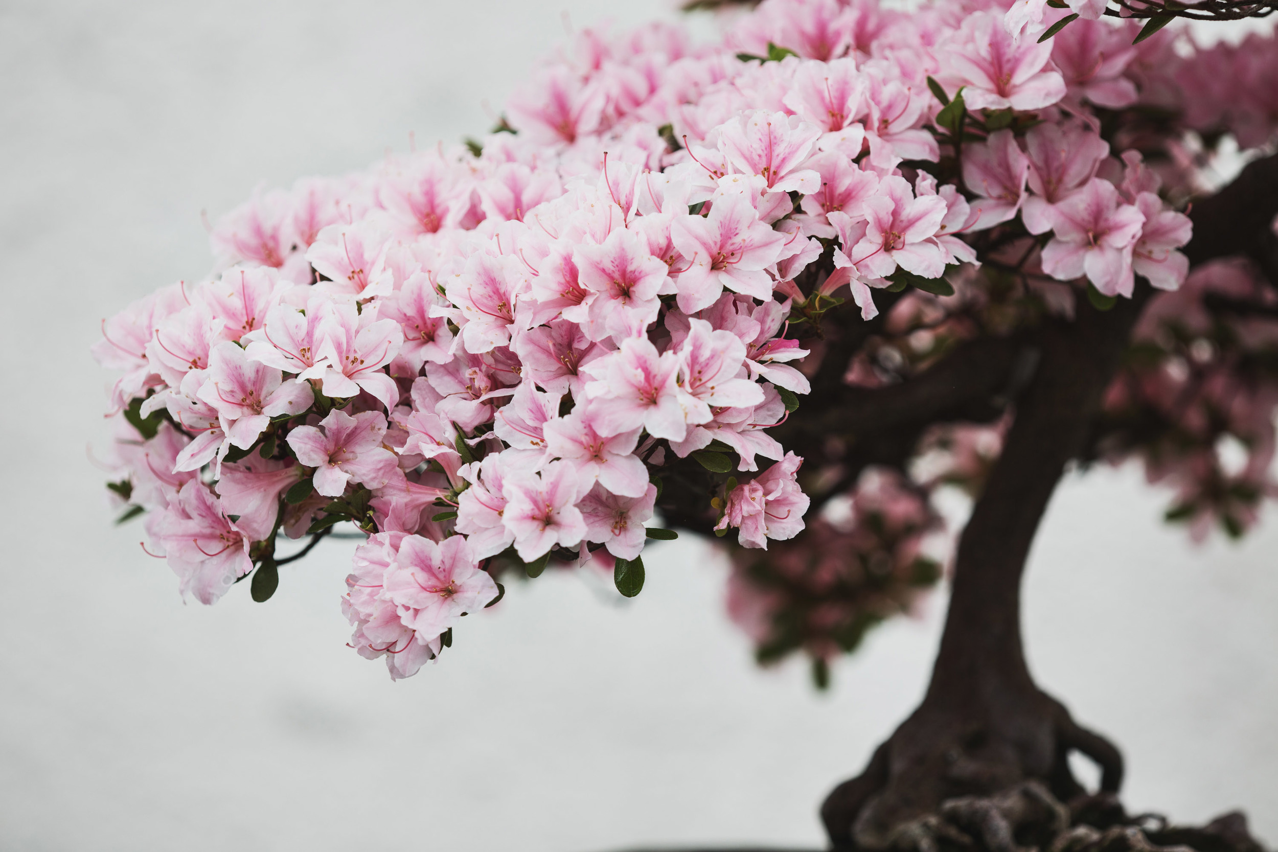 Rhododendron 'gunki', in training since 1982