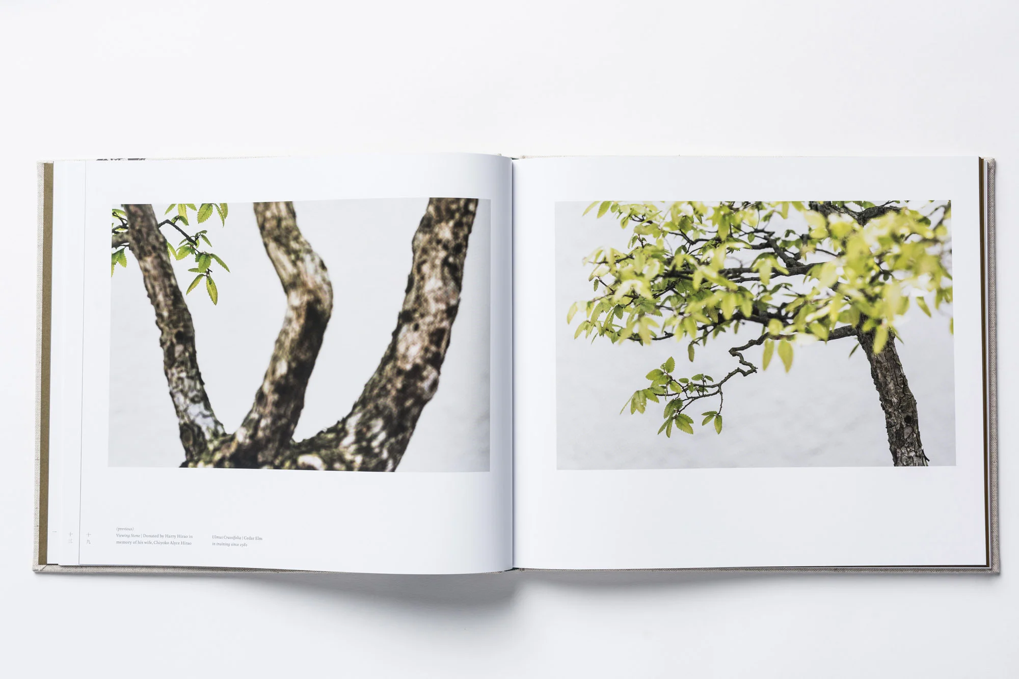bonsai-book-4.jpg