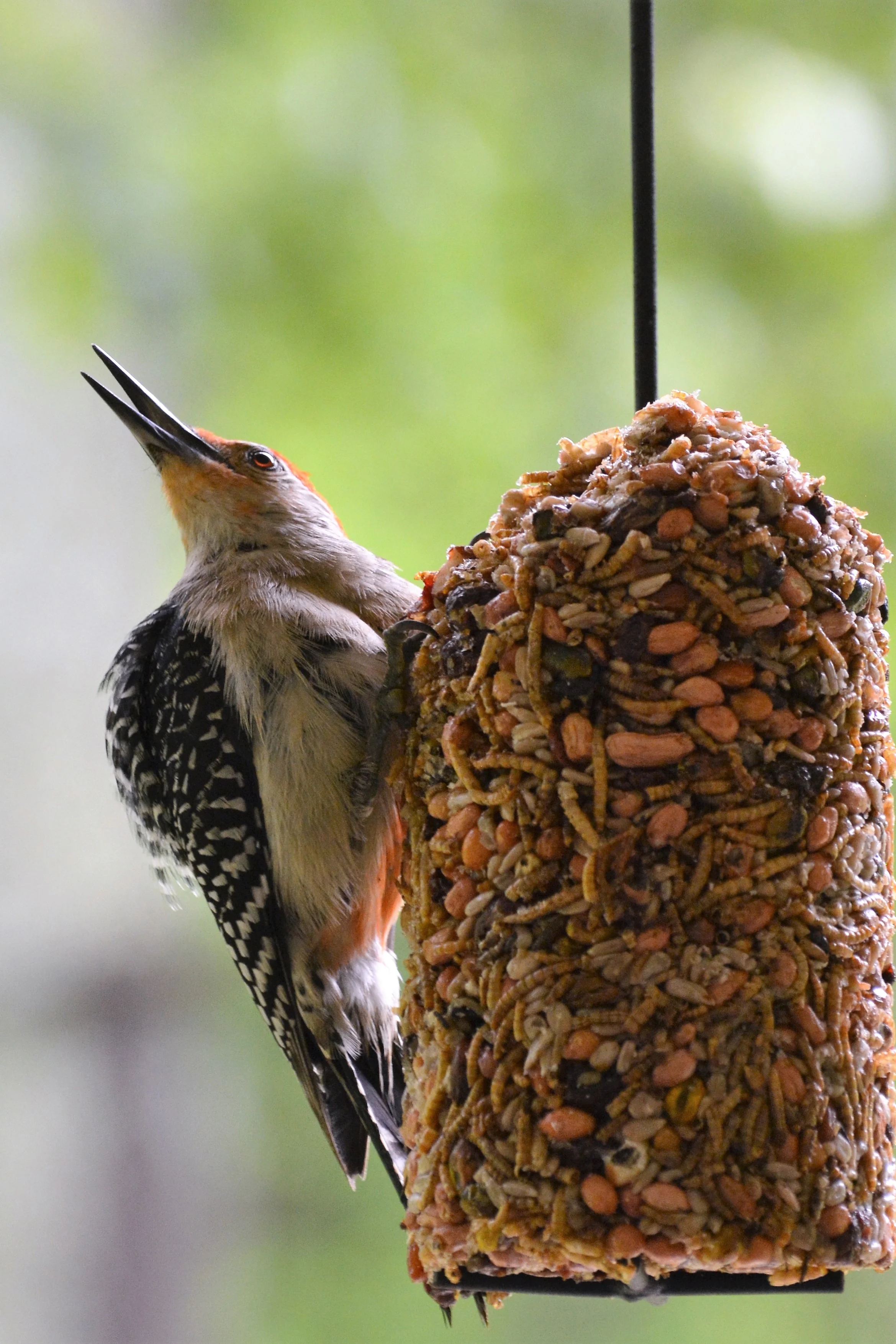 Backyard Birder in a nutshell! — Backyard Birder Seed & Supply