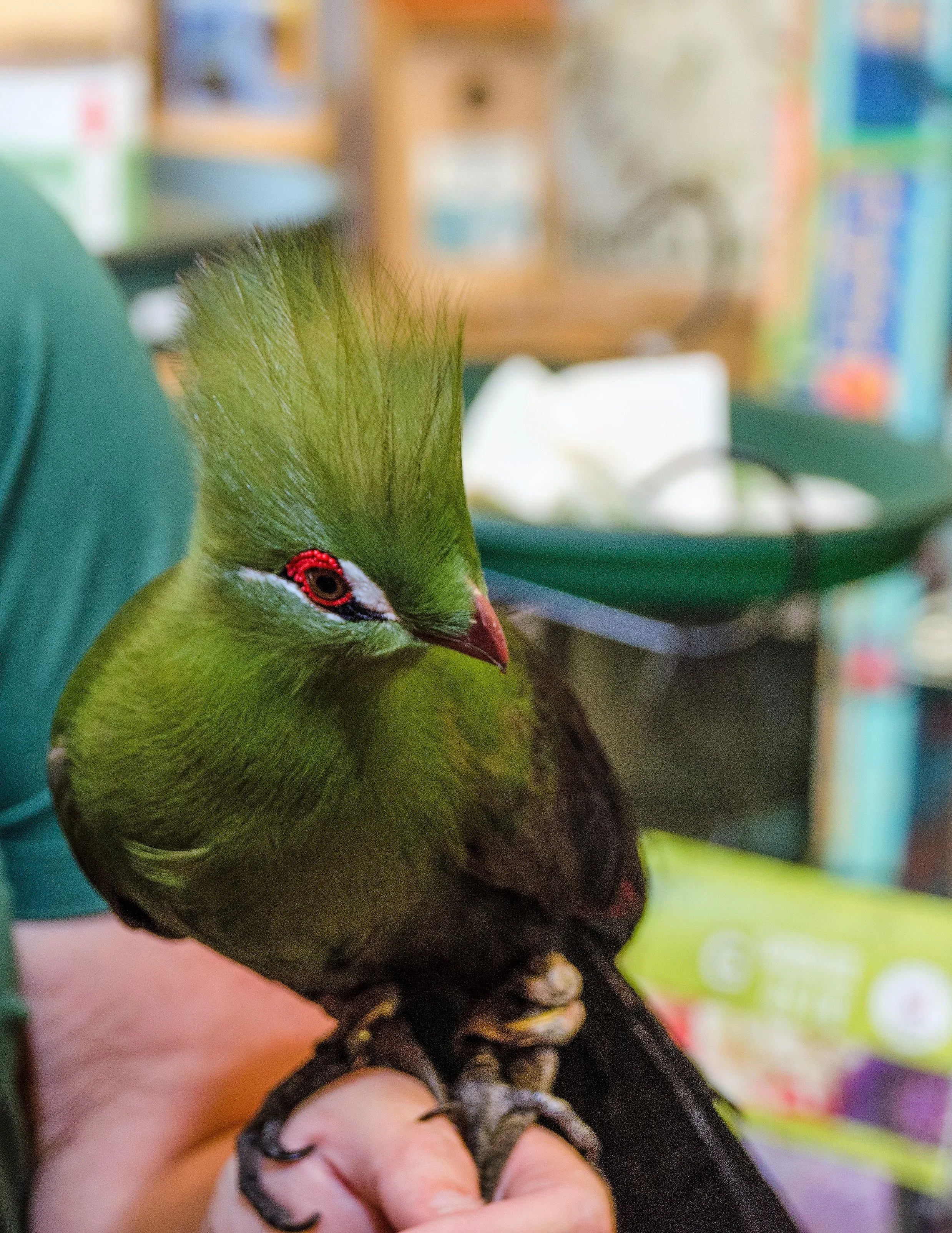Backyard Birder_VPP-66.jpg