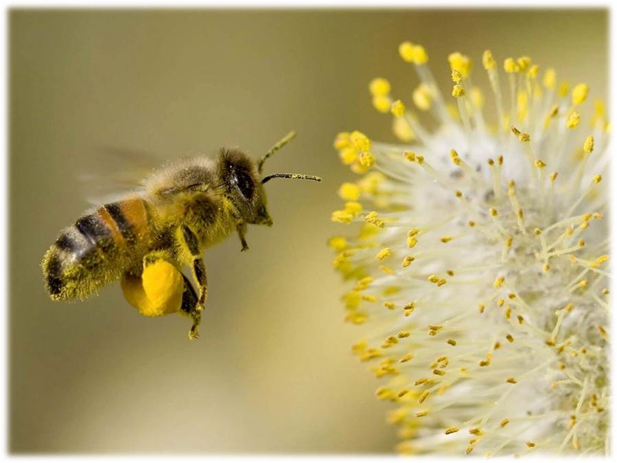 Nix the Neonics & Save the Bees! — Backyard Birder Seed & Supply