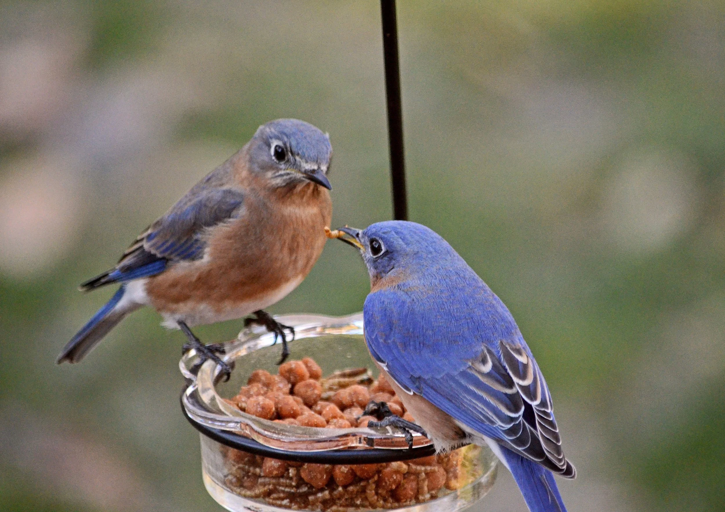 Backyard Birder Seed & Supply