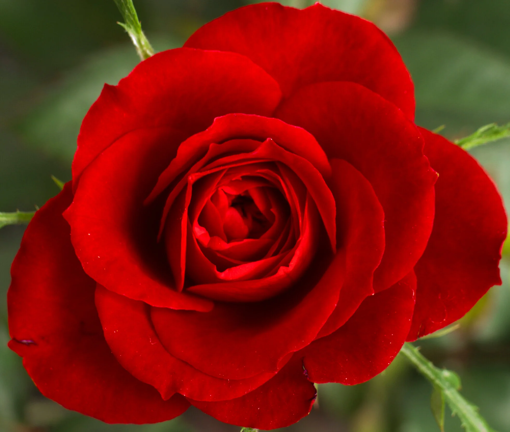 Cropped_Small_Red_Rose.JPG