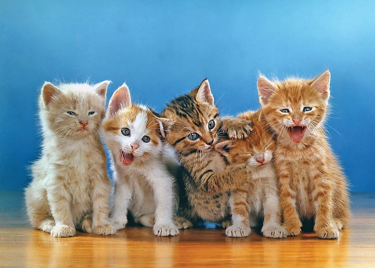 Walter Chandoha: The Cat Photographer | David La Spina, Brittany Hudak
