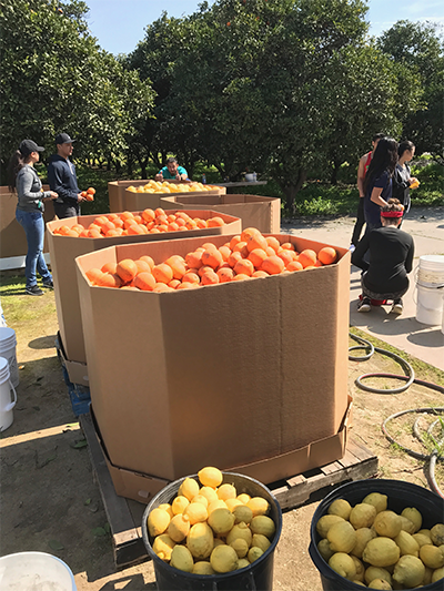 This is what a successful (and dare we say “fruitful”) day of gleaning looks like!