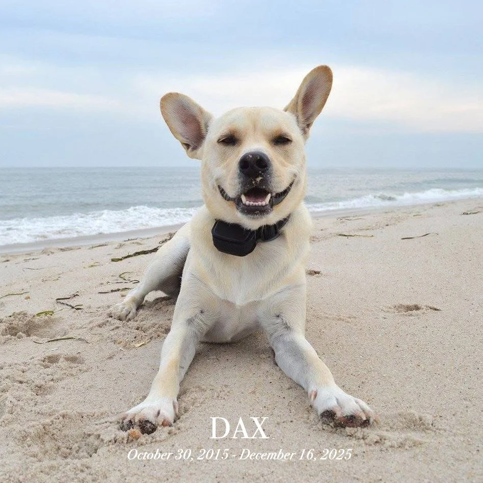 Dax.jpg