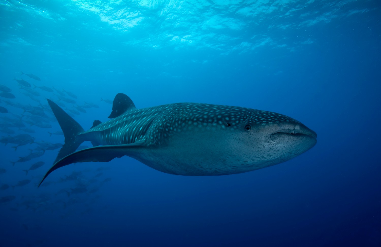 Whale Shark Scuba in Belize