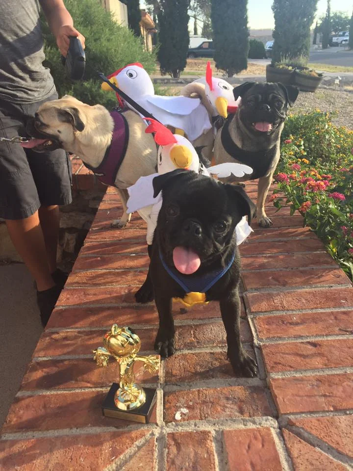Timmy, Daisy, and Molly as chickens