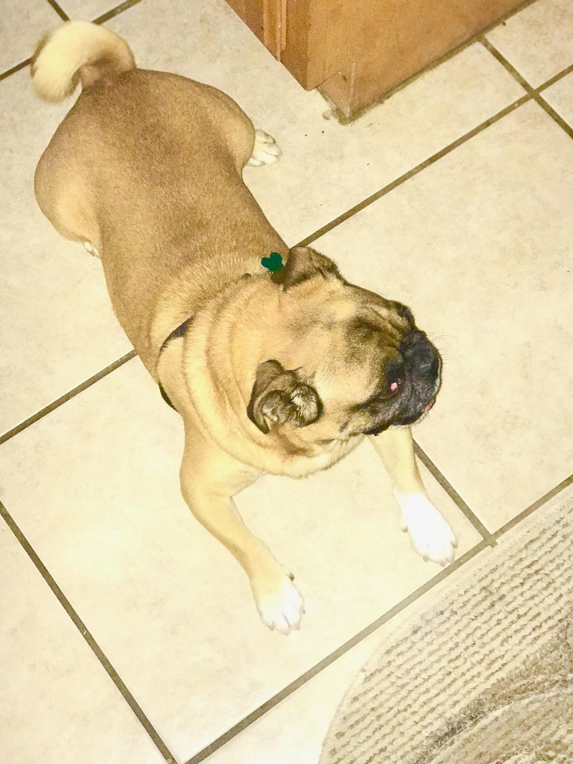 Canelo3.jpg