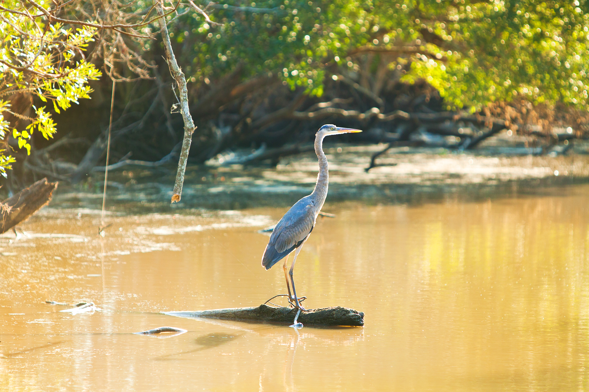 SWAMP_013_Cimcool_1104_AmyBrassettePhoto2011_5963_HIRES_R.jpg