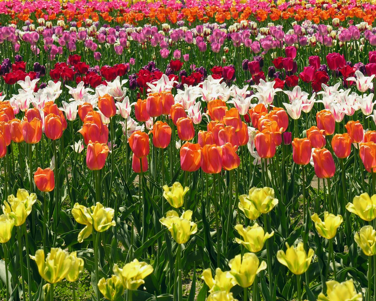 tulip field.jpg