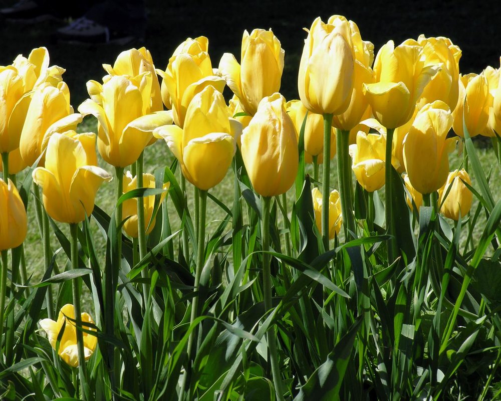 yellow tulips up close.jpg