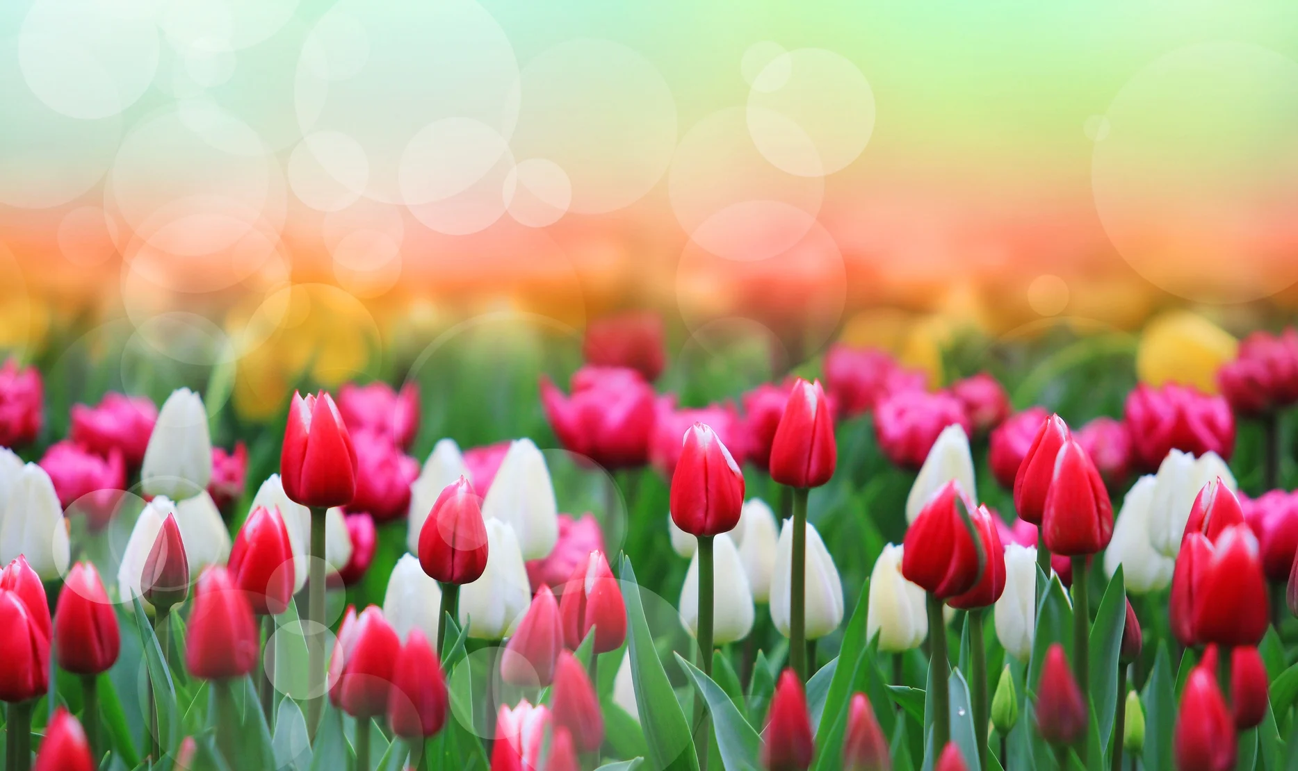 Holland Tulip Festival American Classic Tours