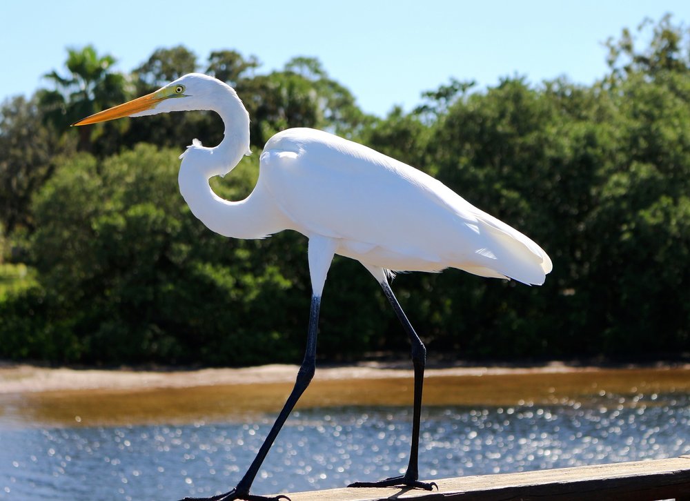 great-egret-1747766_1920.jpg