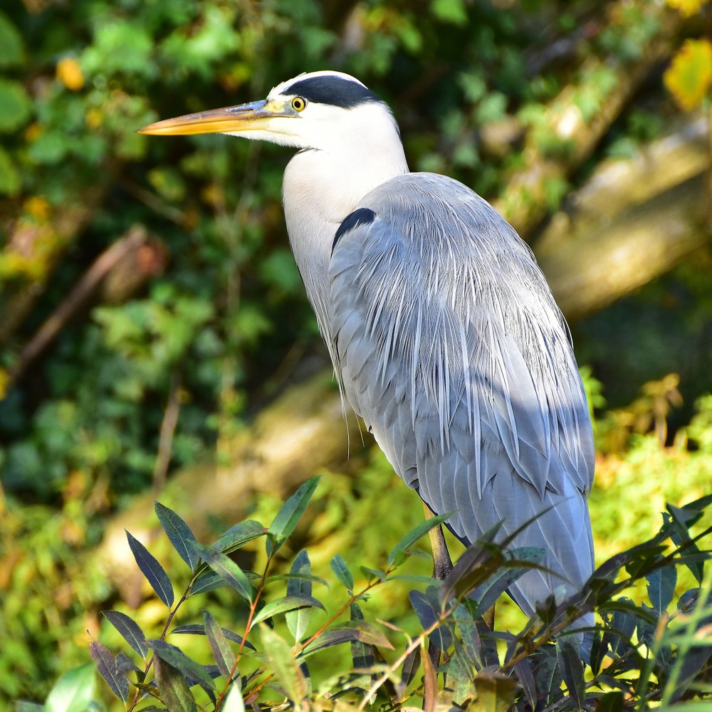 blue-heron-1786700_1920.jpg