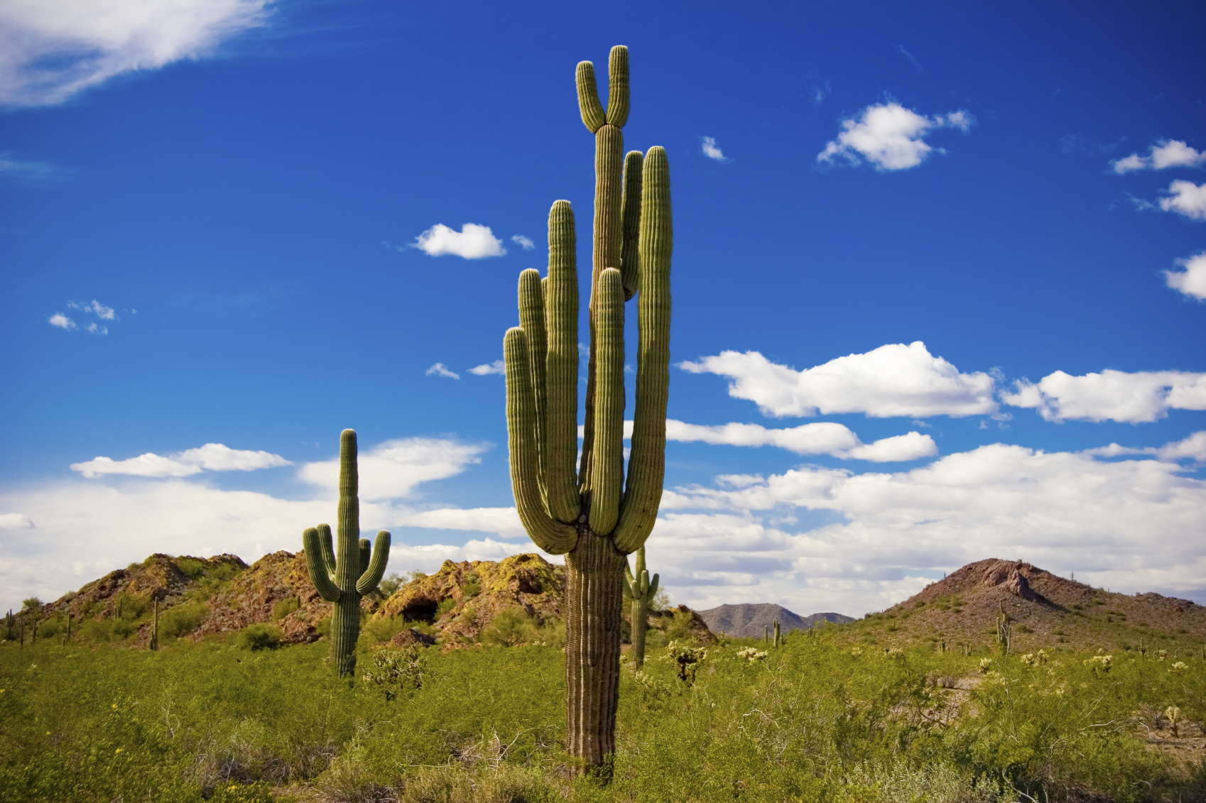arizona cactus.jpg