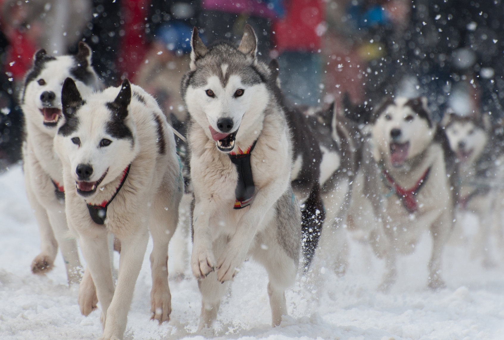 Rondy Sled Dogs