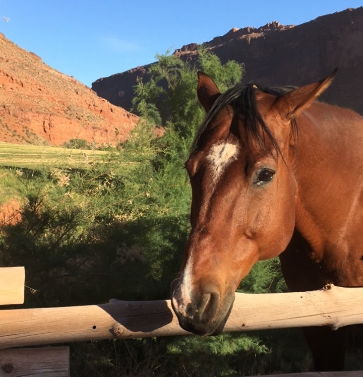 Horses in our Backyard at the Red Cliffs Lodge