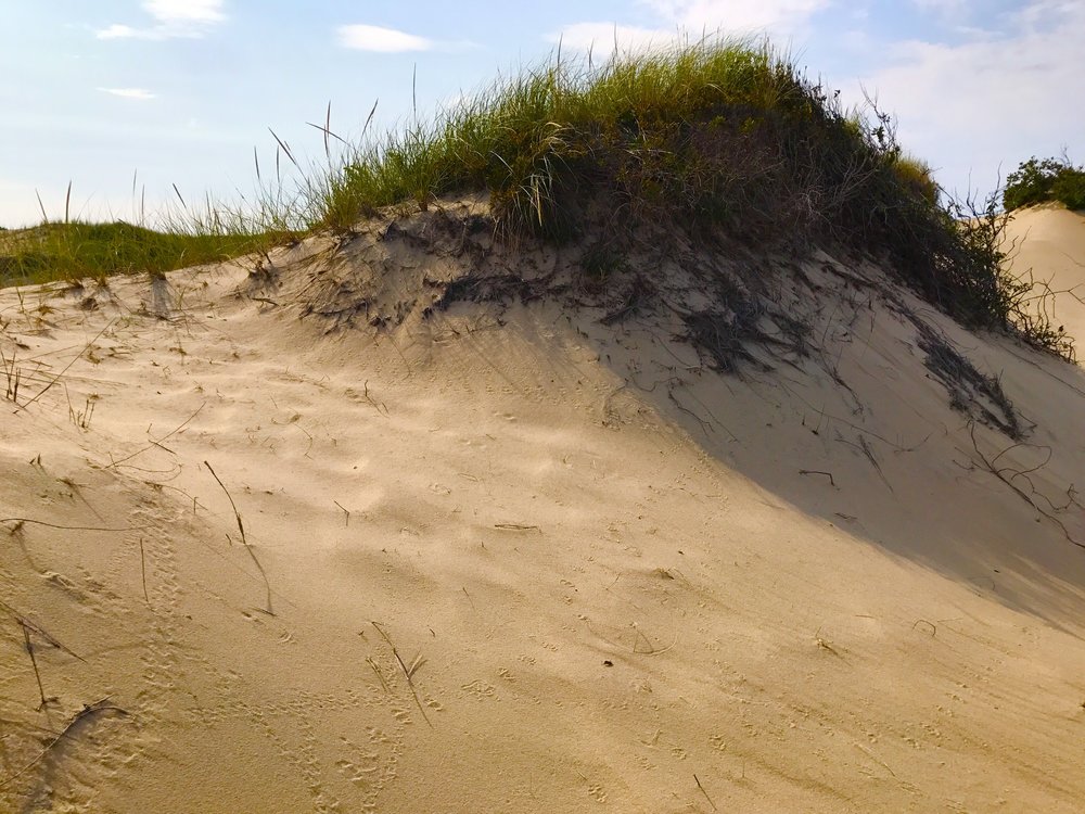 Provincetown Sand Dunes