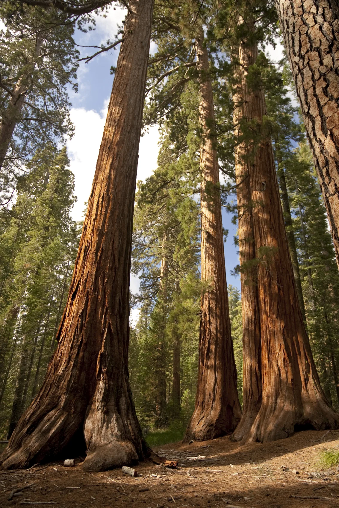 Giant Sequoias.jpg