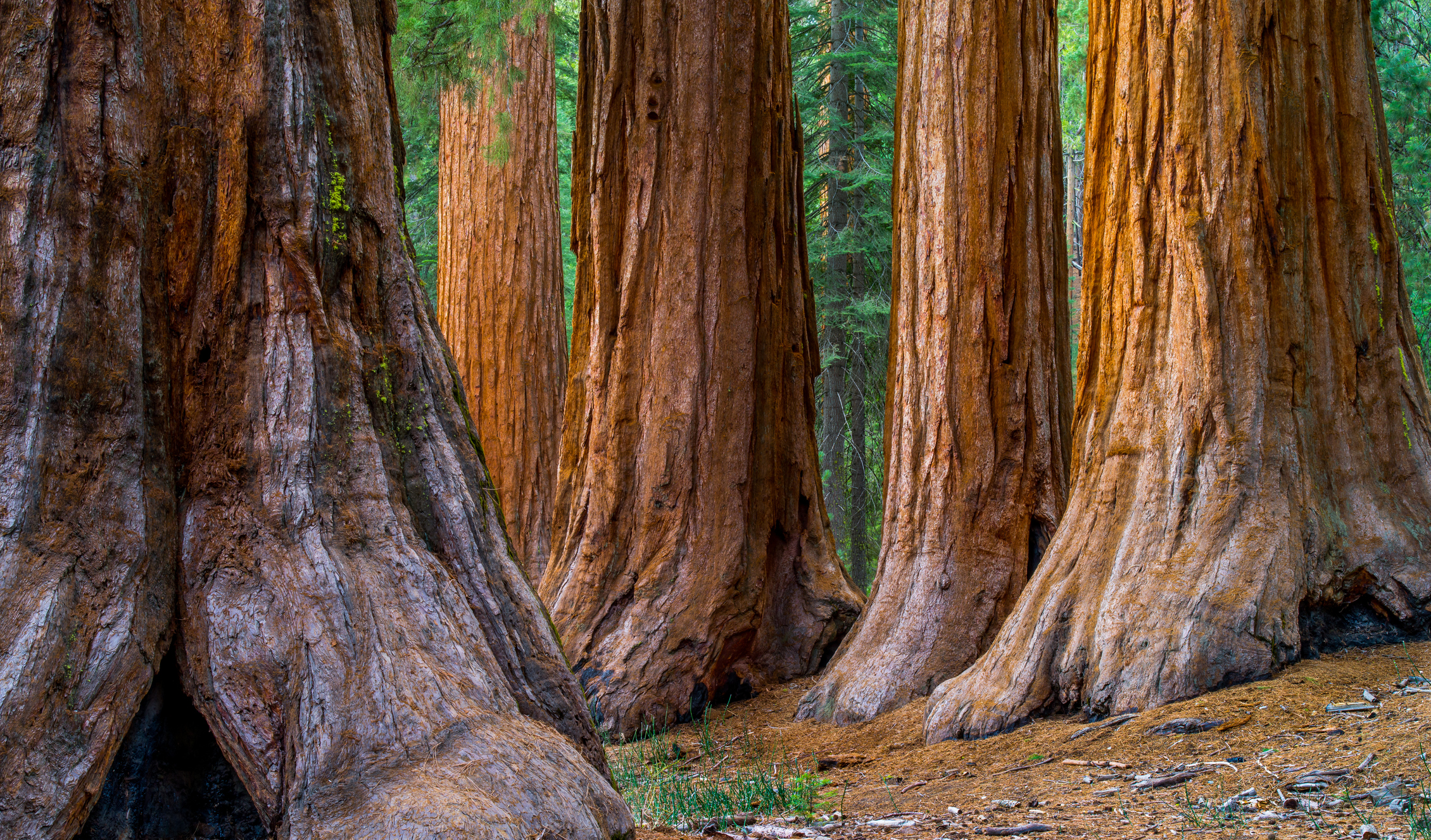 Sequoia National Park (Copy)