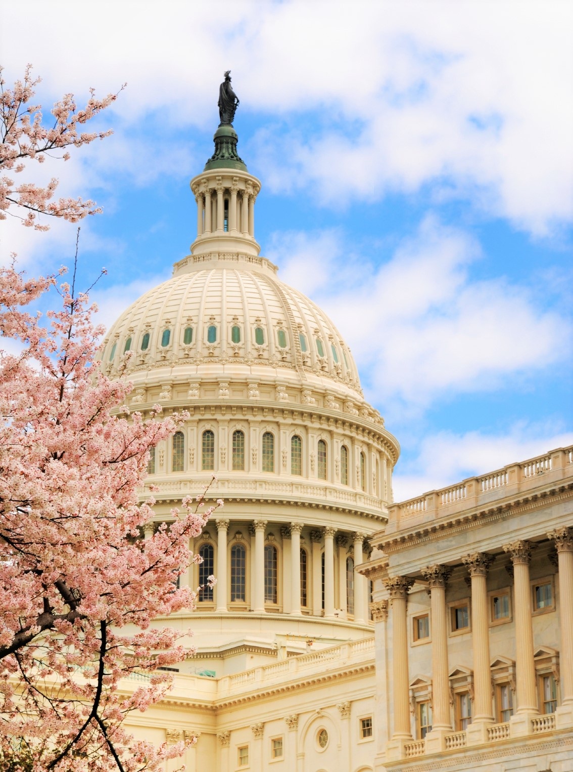 National Cherry Blossom Festival in Washington DC-2023 Events and History –  Travel and Dish 