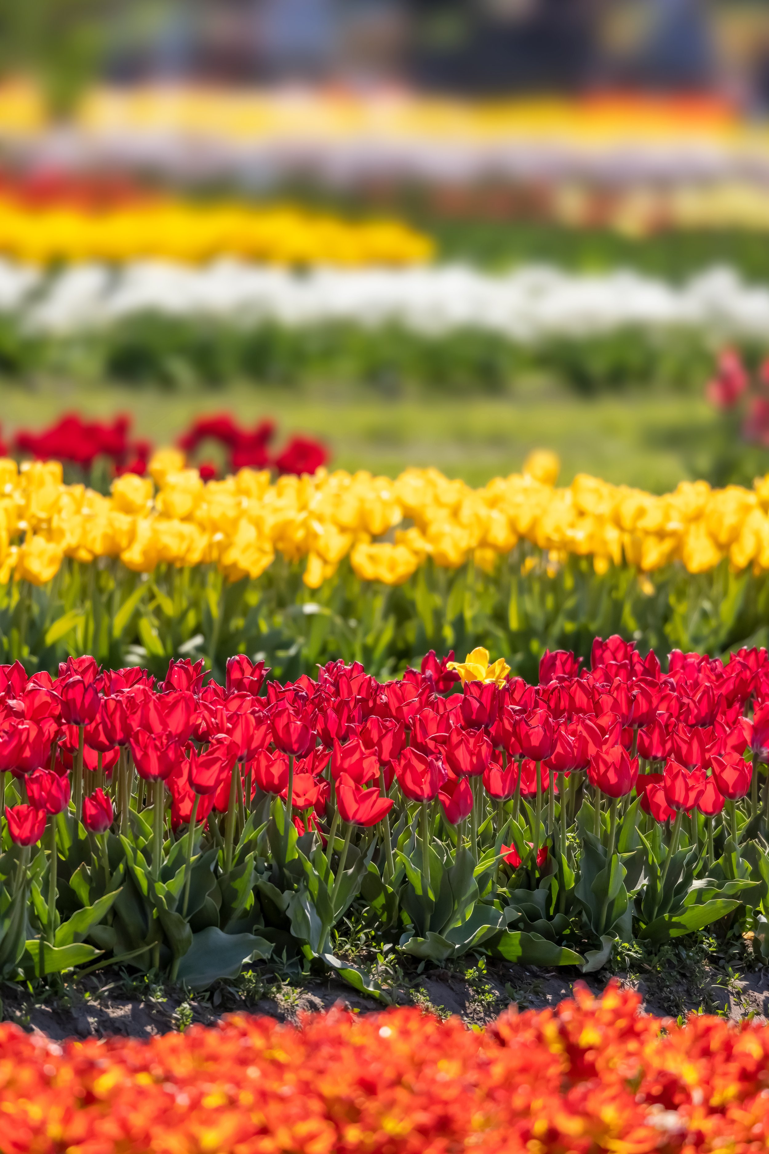 Holland Tulip Festival 2024 — American Classic Tours