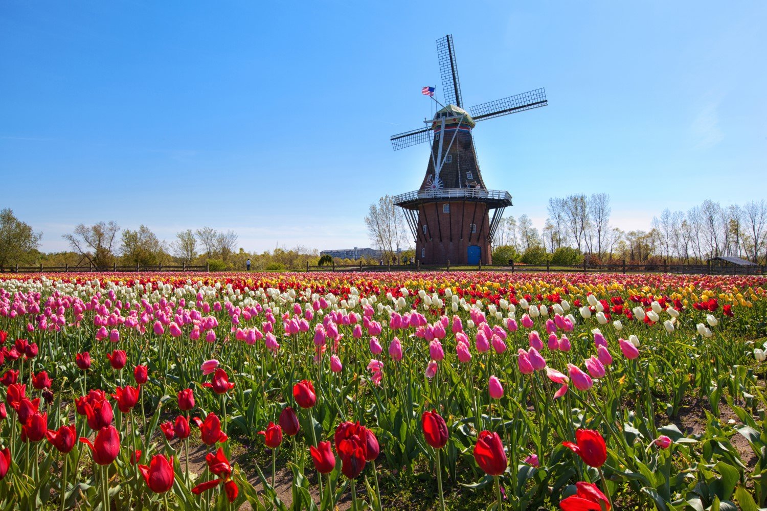 Holland Tulip Festival 2024 — American Classic Tours