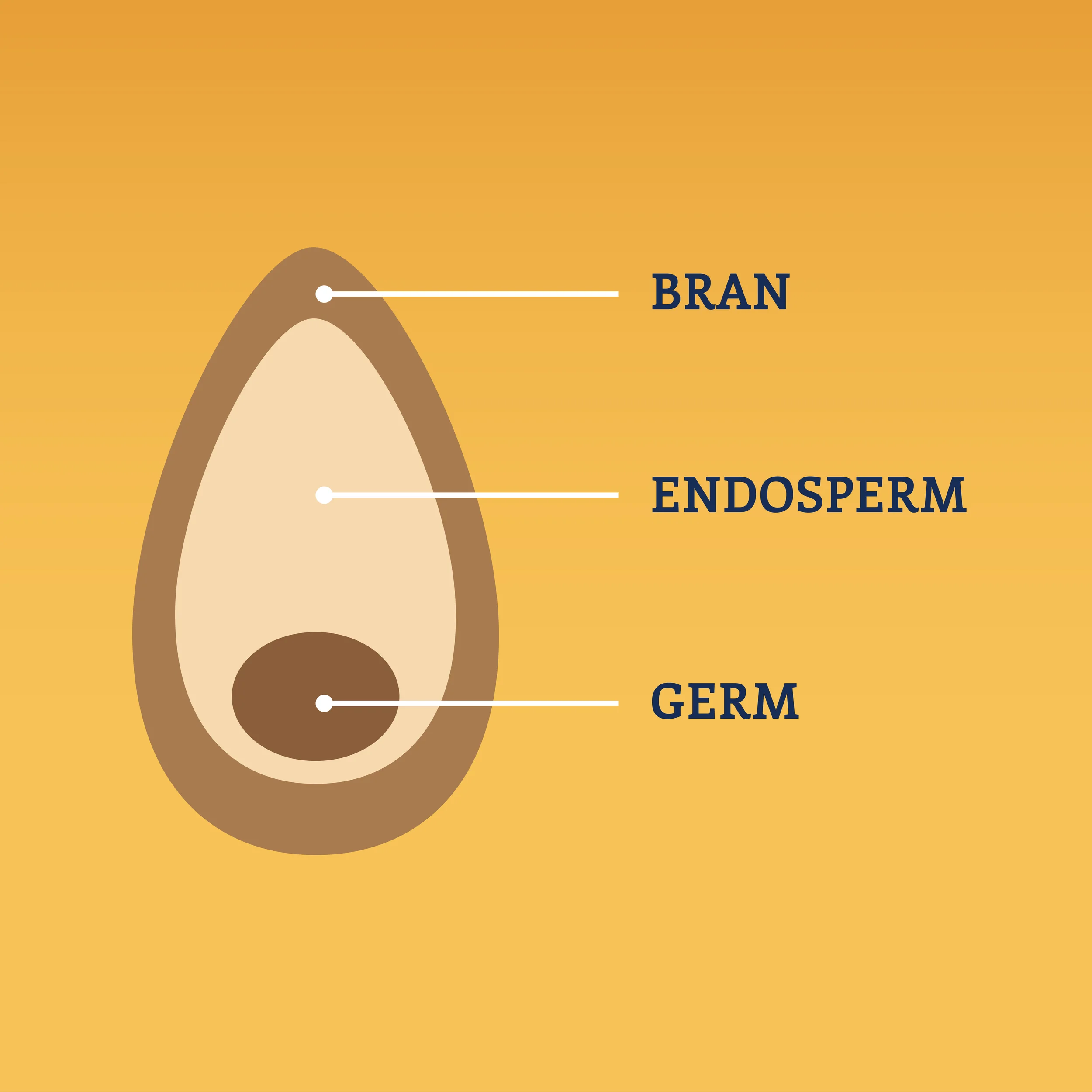 Faq Grains Wheat Flour And Bread Healthy Grains Institute