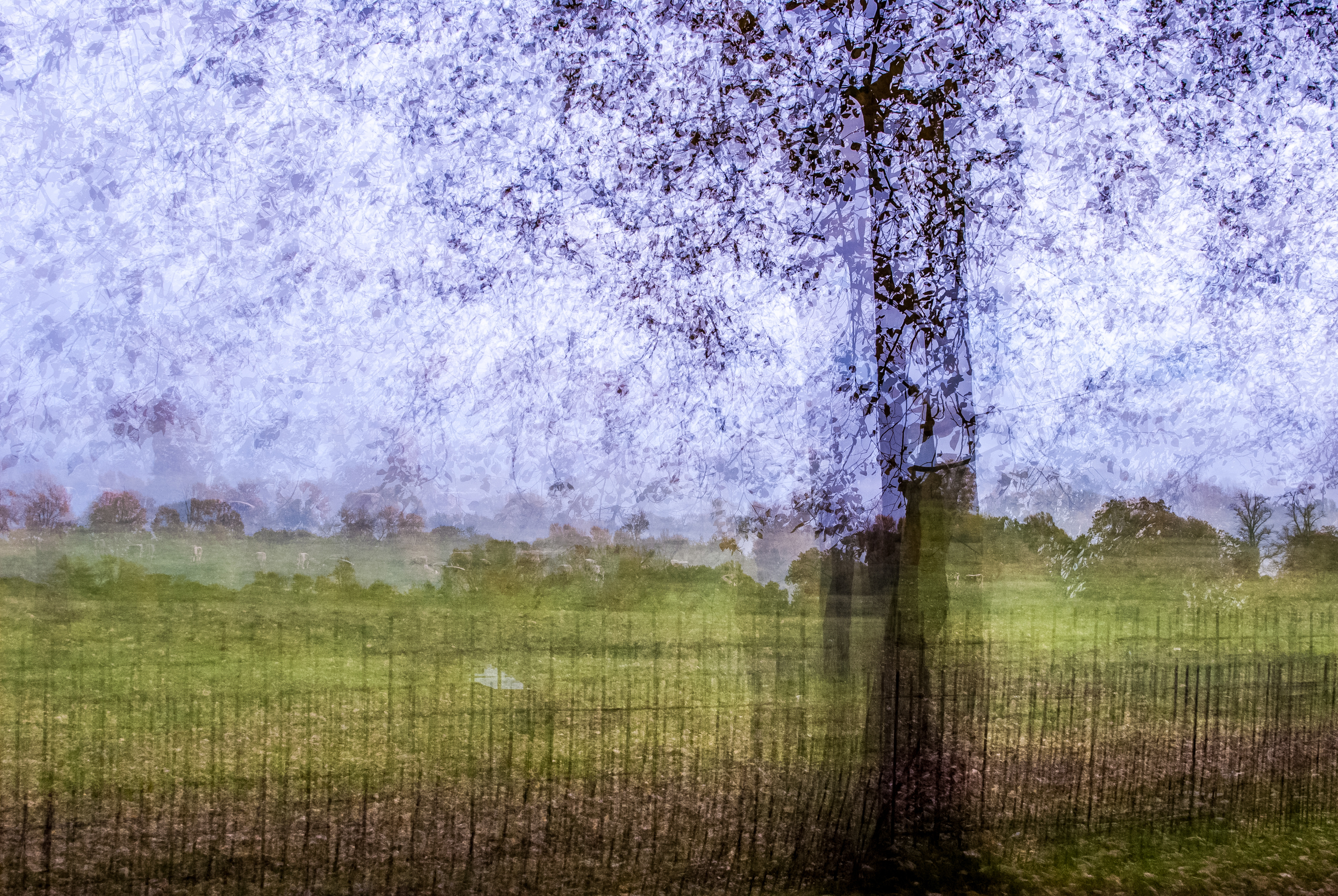 Christ Church Meadow.jpg