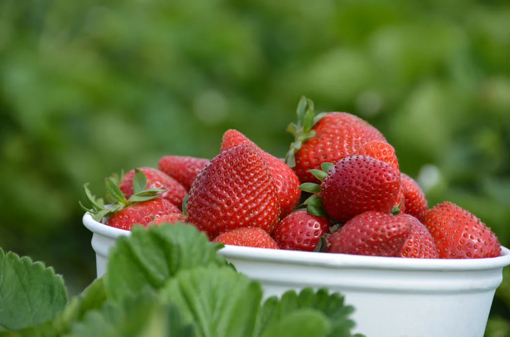 Strawberry fields and the secrets of spring