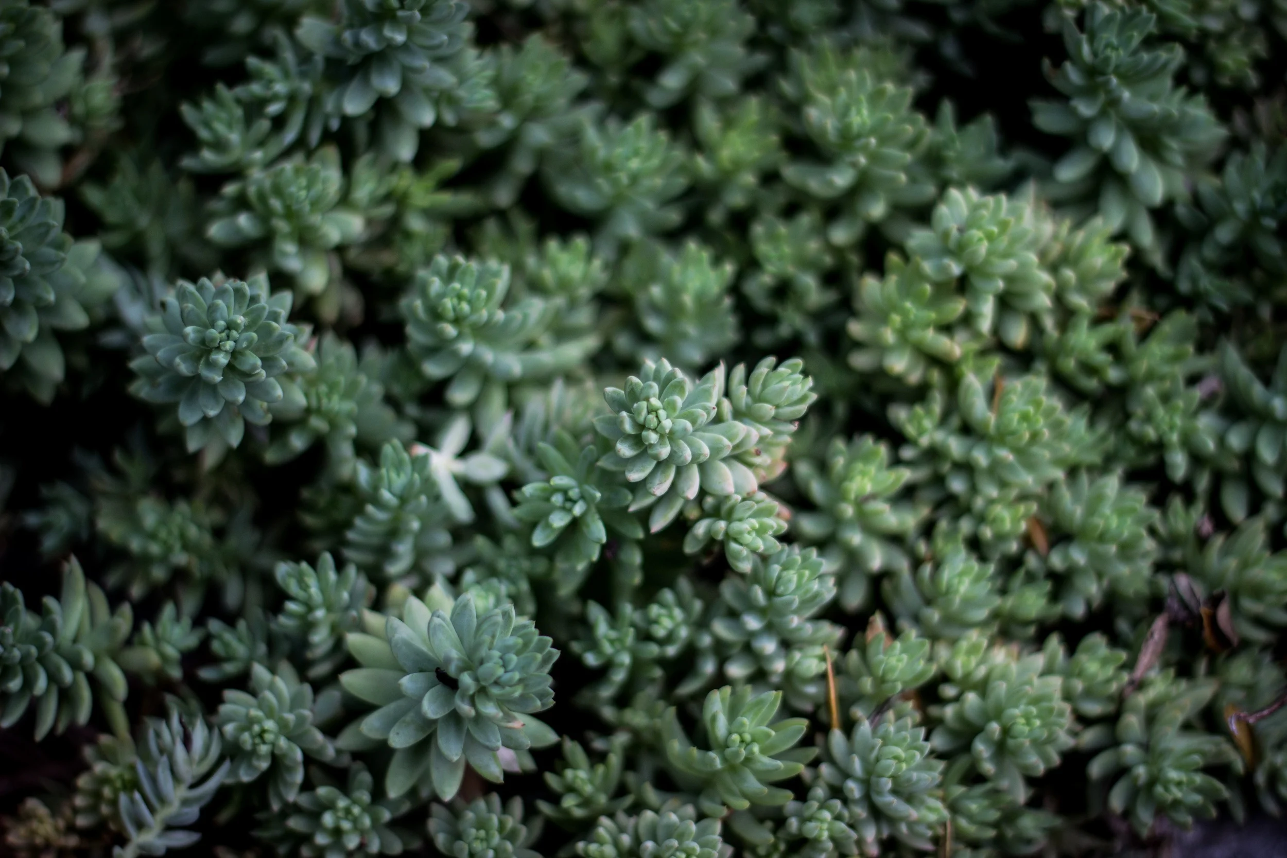 succulents
