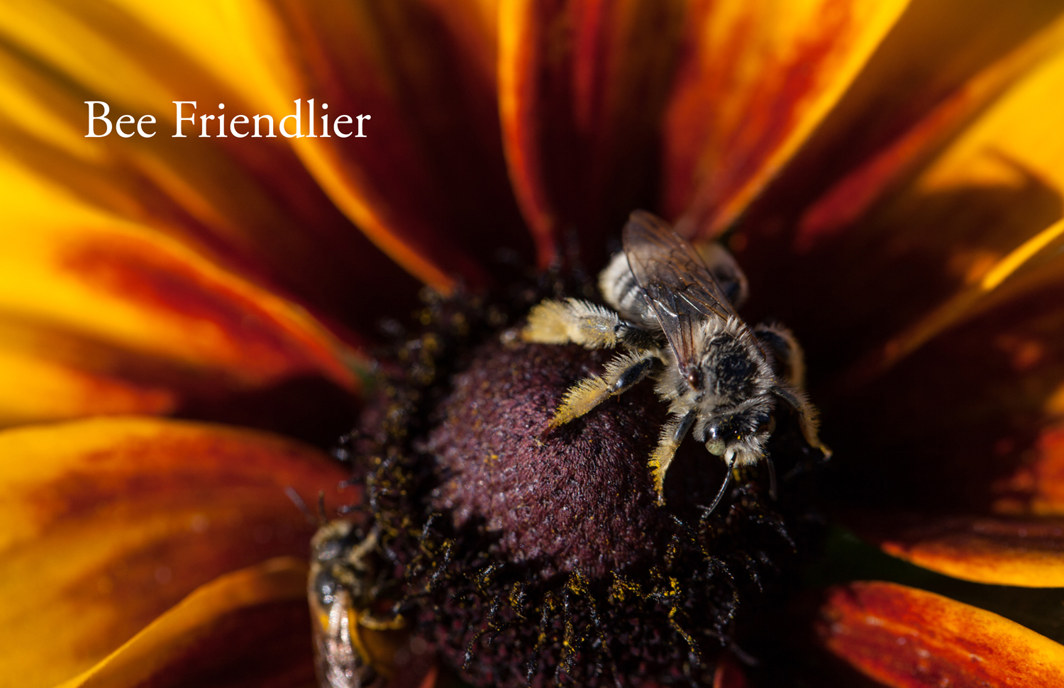 Bee_Friendlier_1.jpg