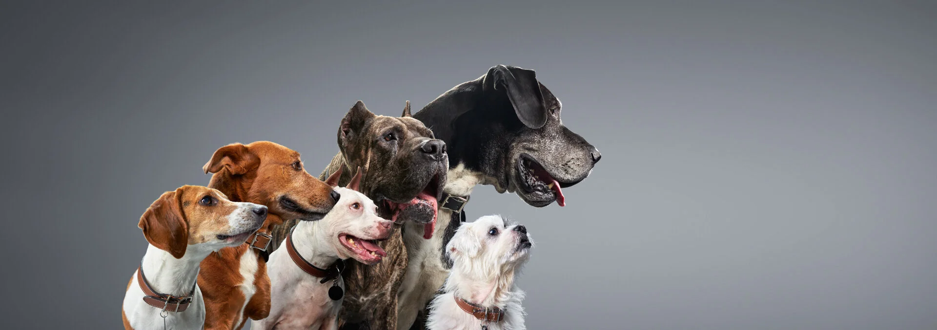 Subaru_Underdogs6_HR.jpg