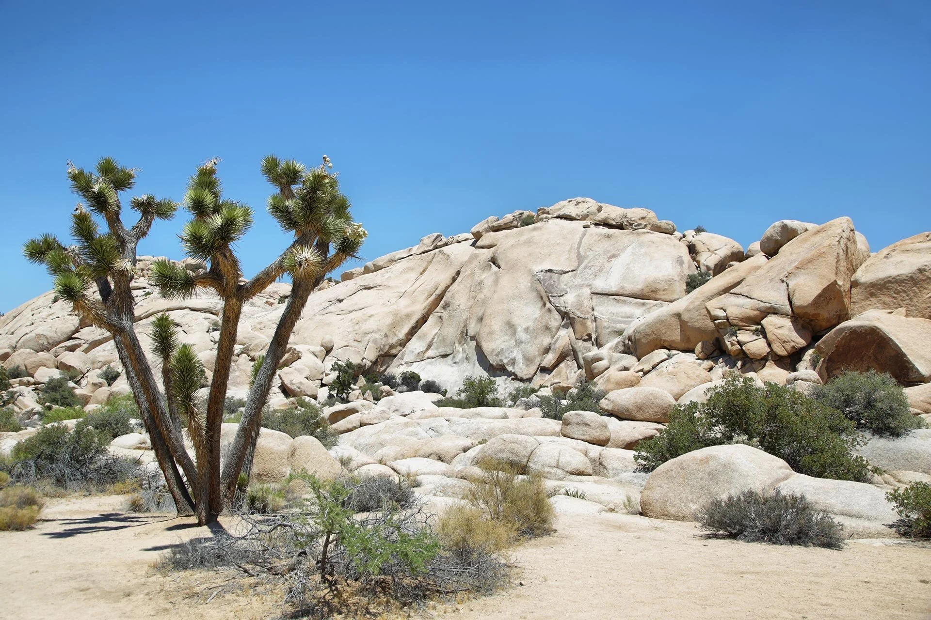 boulders-and-joshua-tree-in-joshua-tree-national-p-LRDPTJ6.jpg