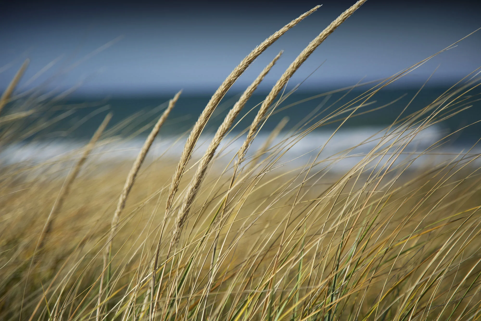 local-coast-brands-sea-oats.jpg