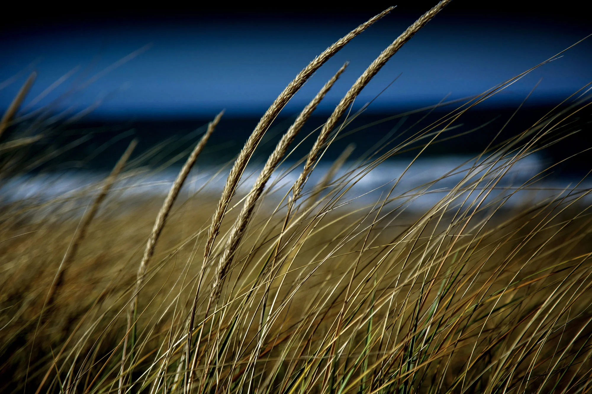 local-coast-brands-sea-oats-darker1.jpg