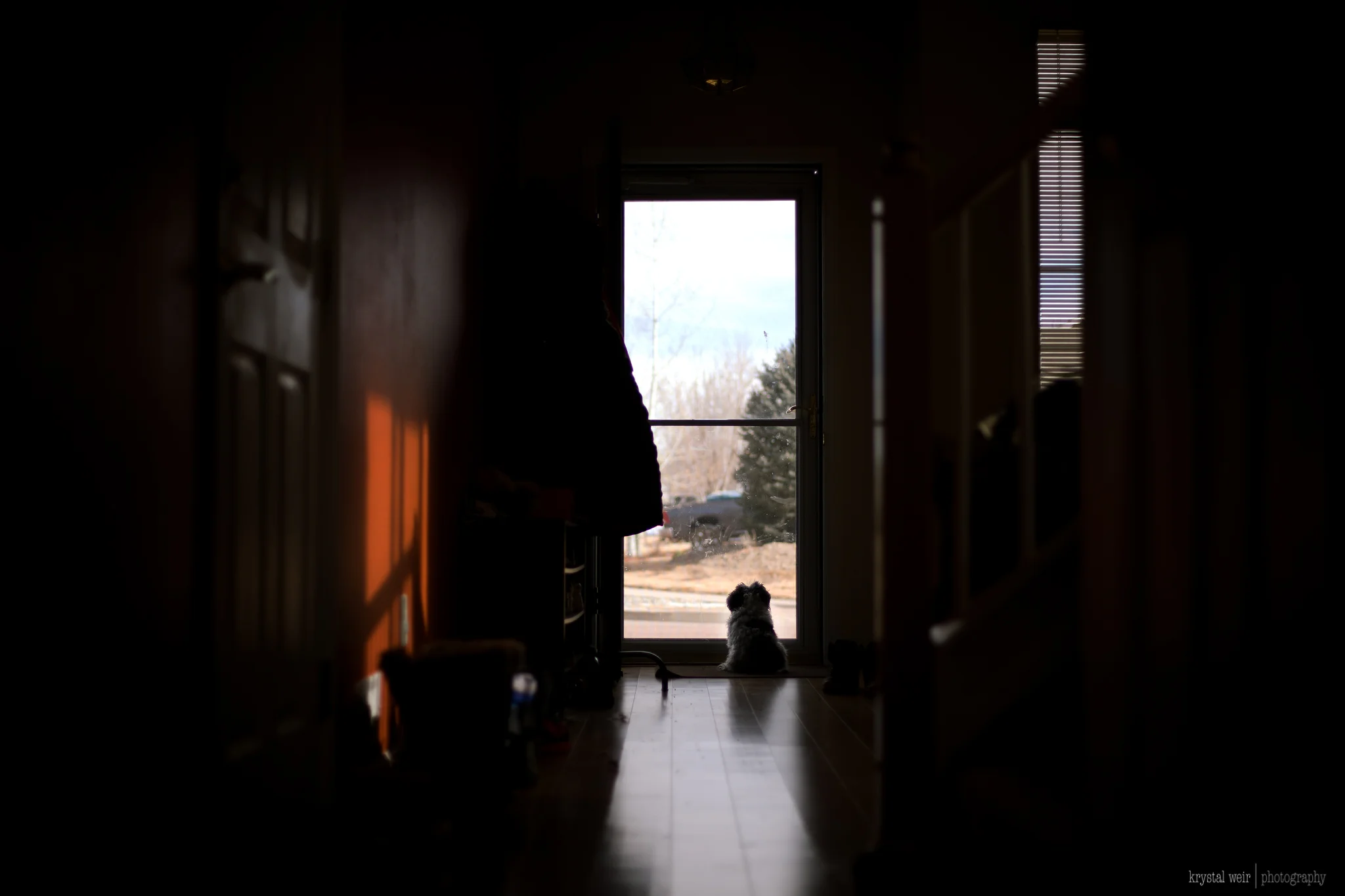 Day 41/365 Nosy Neighbor She's getting old now so she's doing what old ladies do, spying on the neighbors and barking at the kids to stay off the lawn😂😂😂