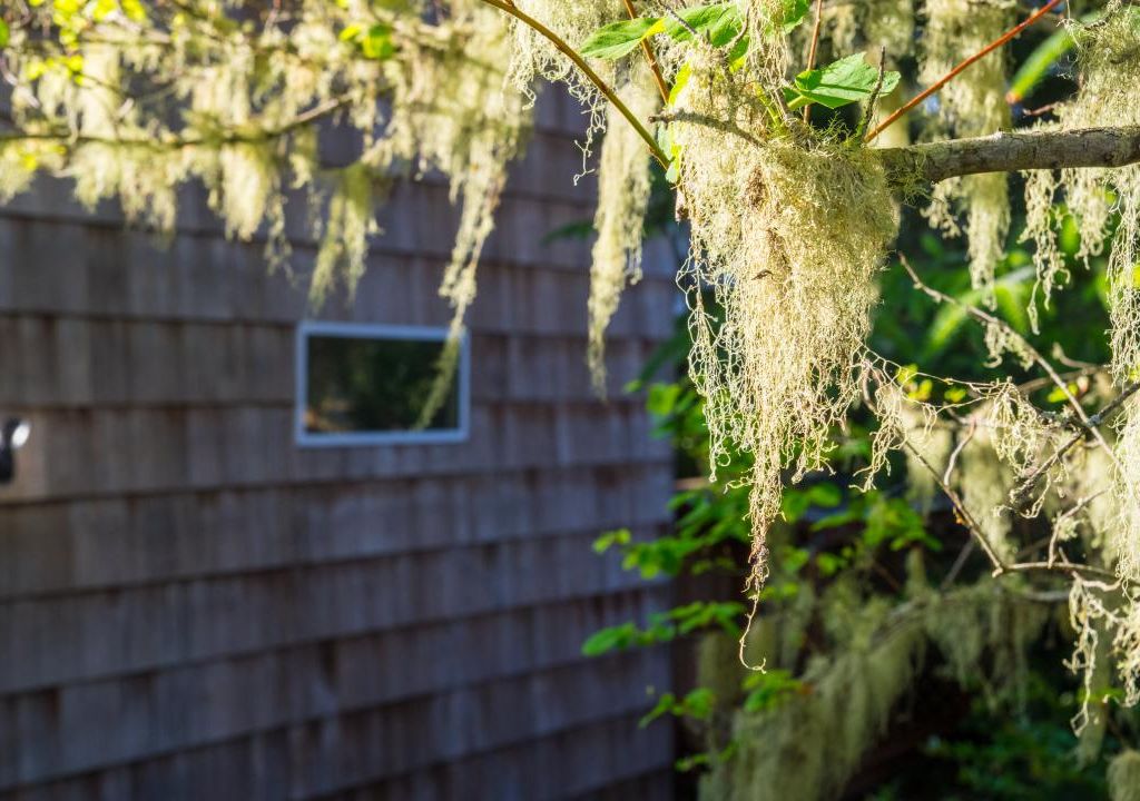 Beachy Pine Exterior