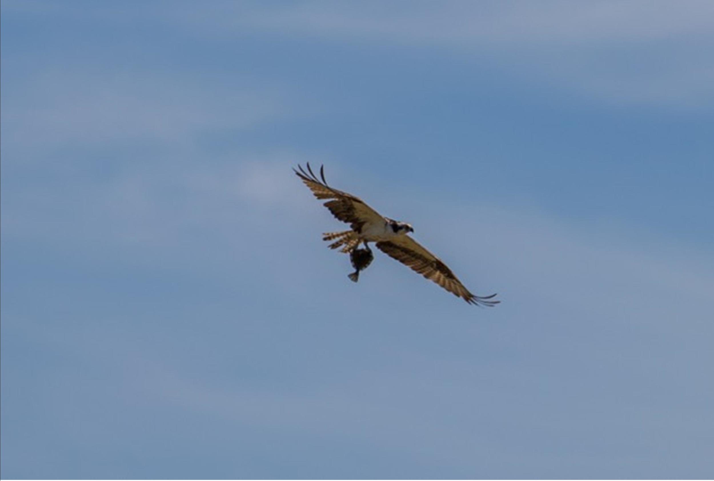 Hawk with Skate in Claws.jpg