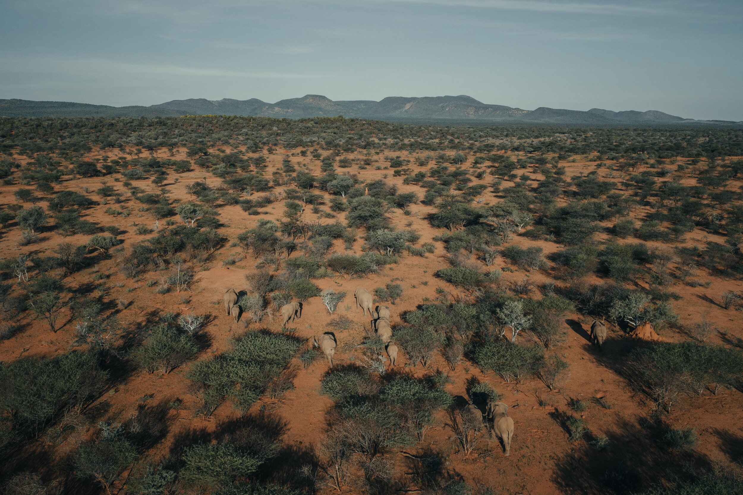  A herd of elephants chased by my drone 