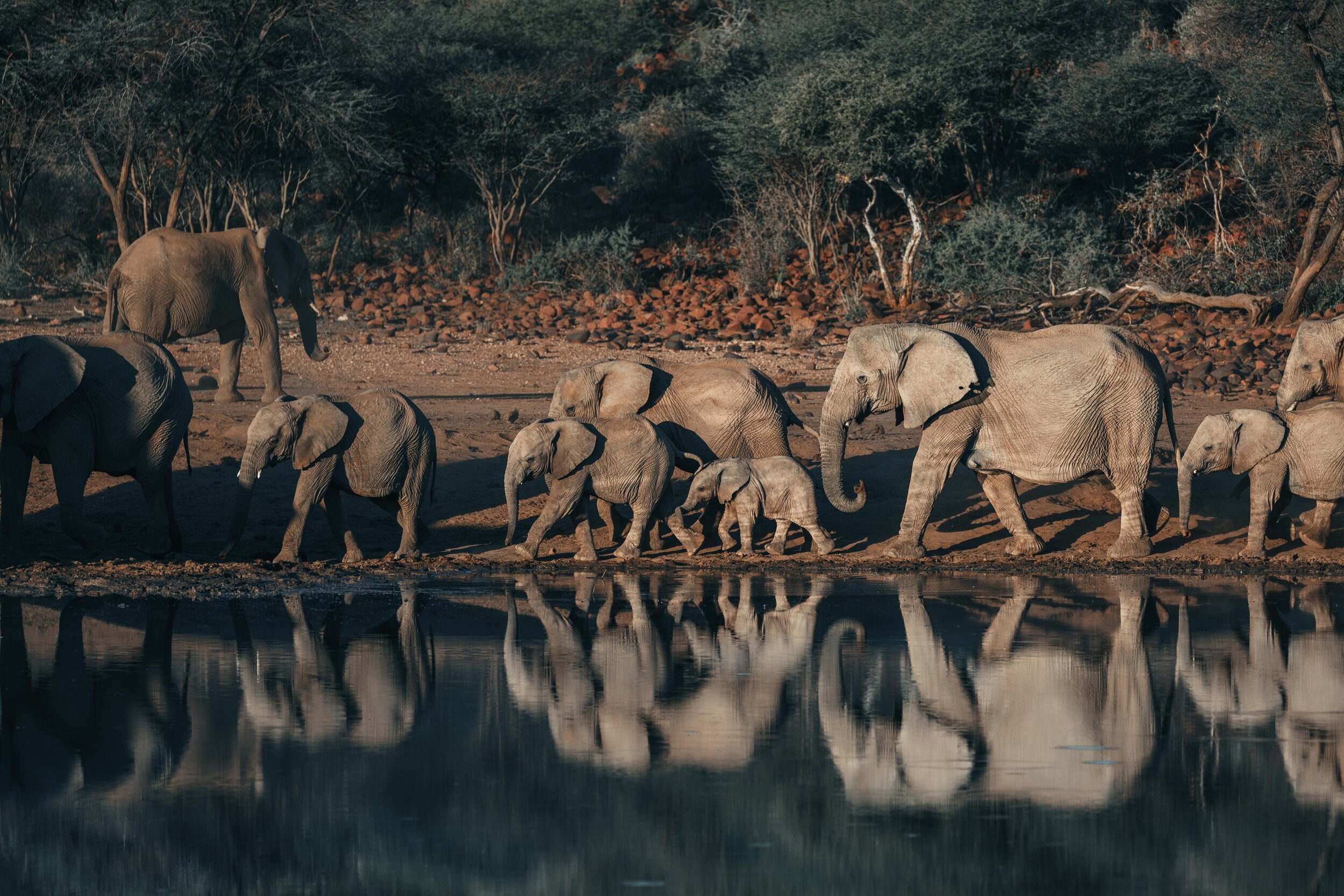  Incredibly humbling moment where a huge group of elephants came for refreshments at a waterhole 