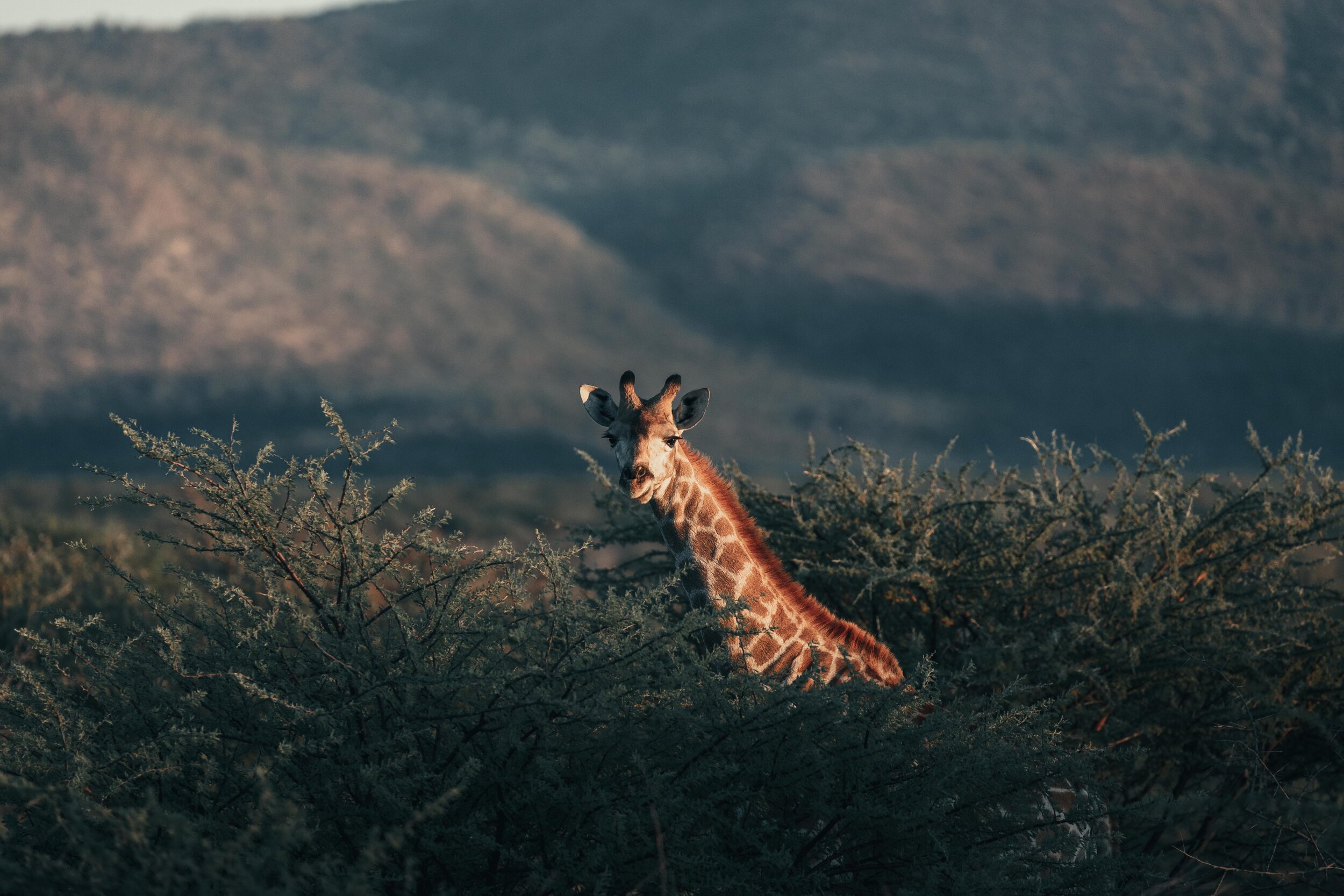  Giraffes aren’t great at playing ‘Hide&amp;Seek’ at all 