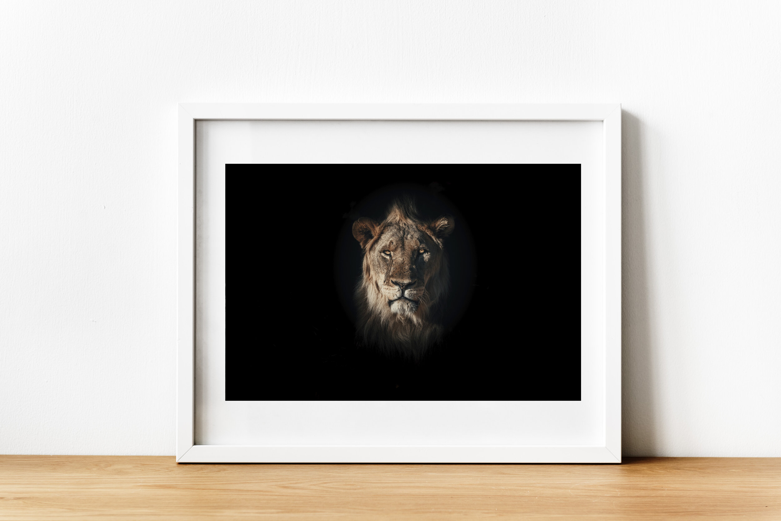 Lion1.jpg