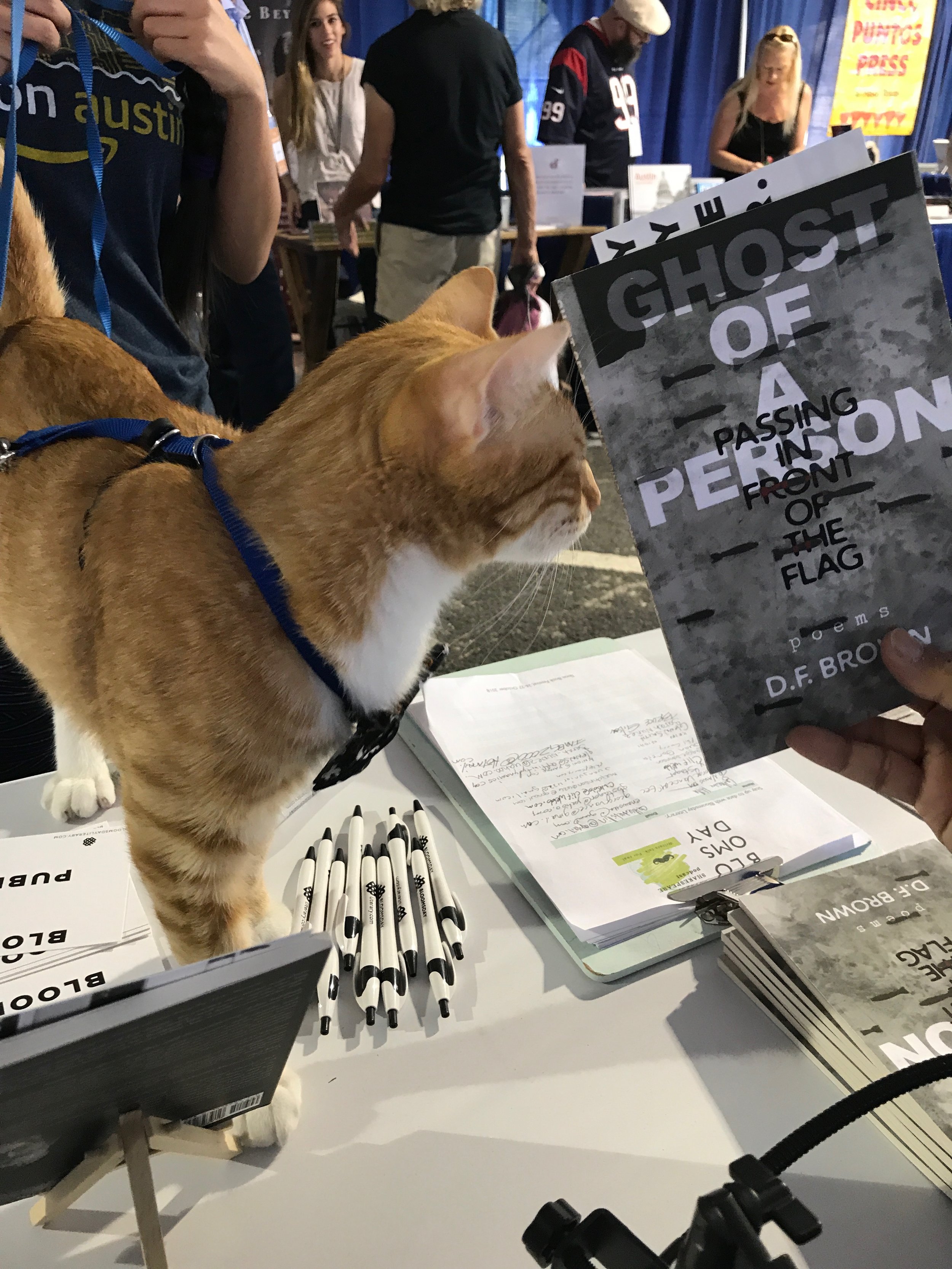 Cat with book