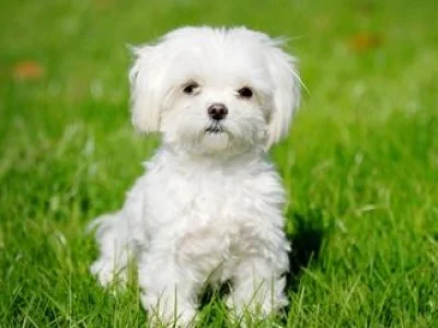 photo credit: Pet MD* *also what Kate looks like when she wakes up in the morning.