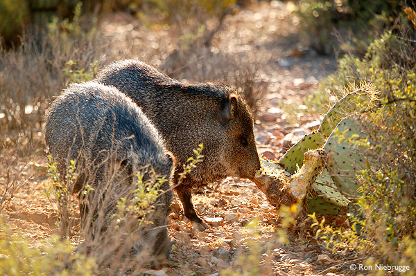The Arizona-Sonora Desert Museum javelina.jpg