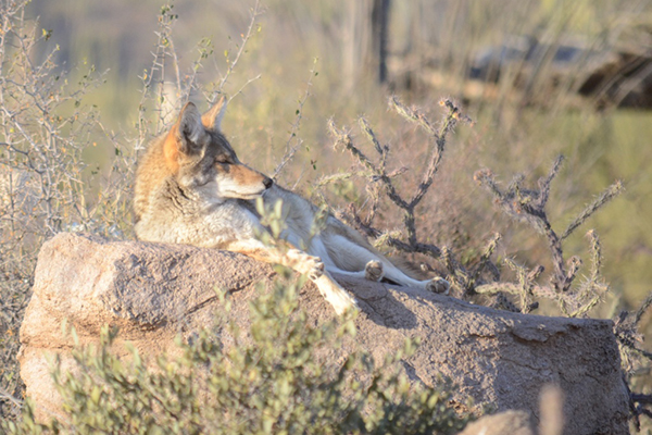The Arizona-Sonora Desert Museum Coyote.jpg